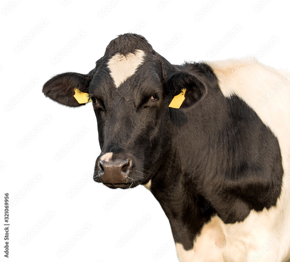Cow on a white. Isolated.