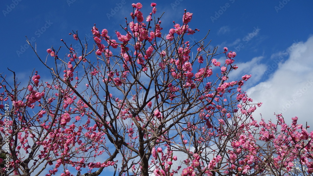 美しい梅の花に魅せられて！