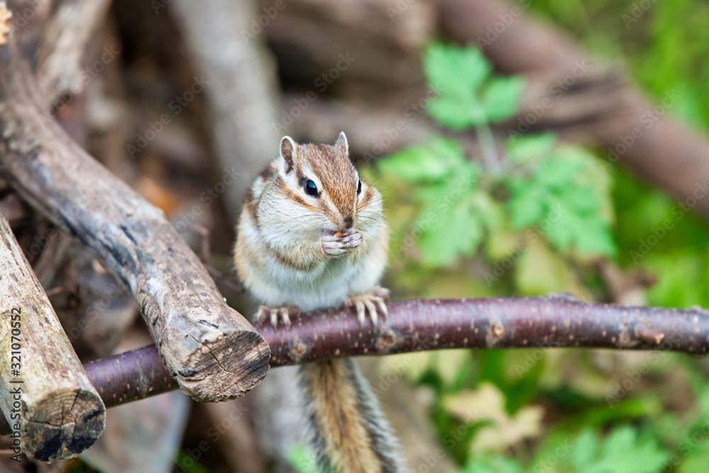 Chipmunk, Japan, Saitama, wild animals