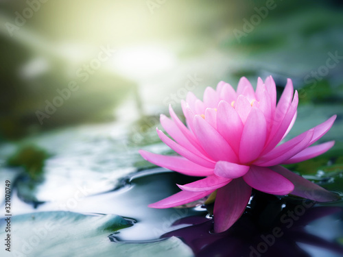 Beautiful pink lotus flower, lily water in a pond