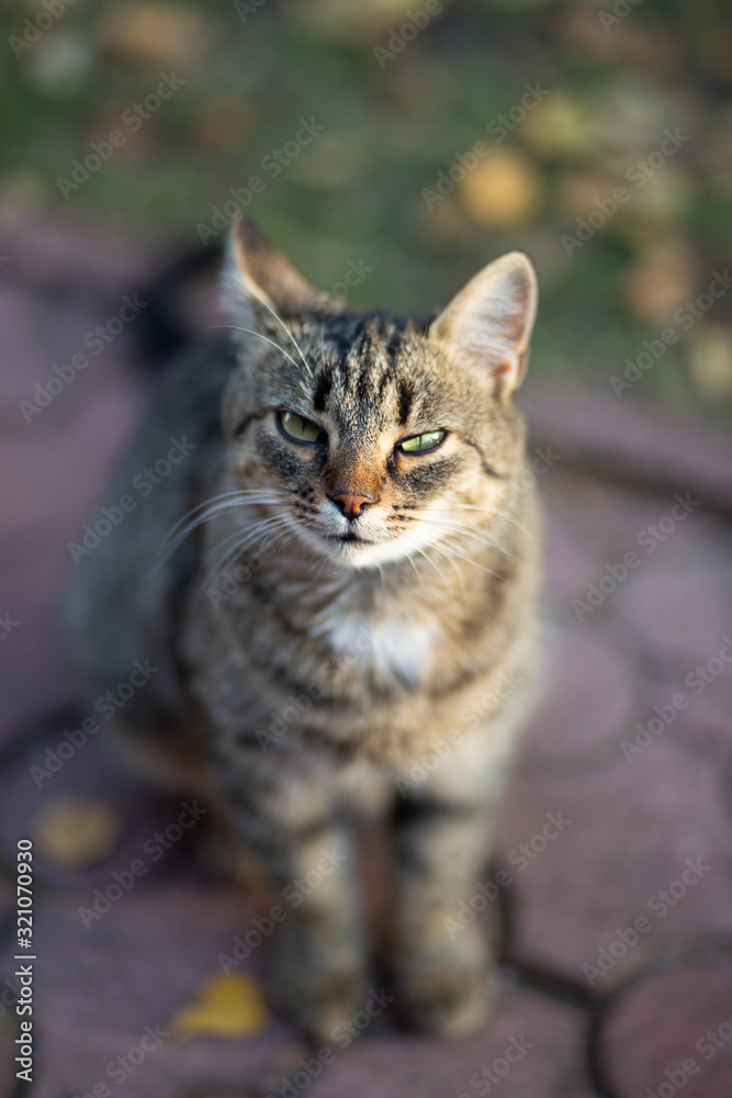 Tabby cat squinting in the sunlight