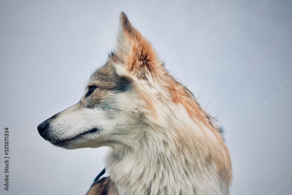 Fototapeta premium Laika Pup