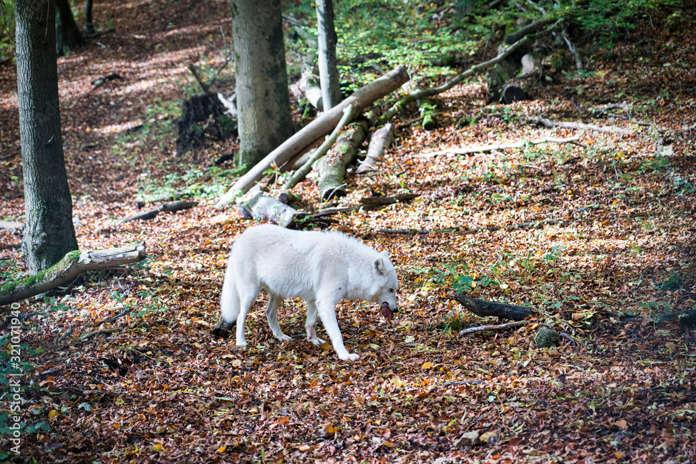 polarwolf in the forest polar wolf eating polarwolf in the forest polar wolf eating