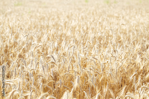 Bright golden field of wheat or rye