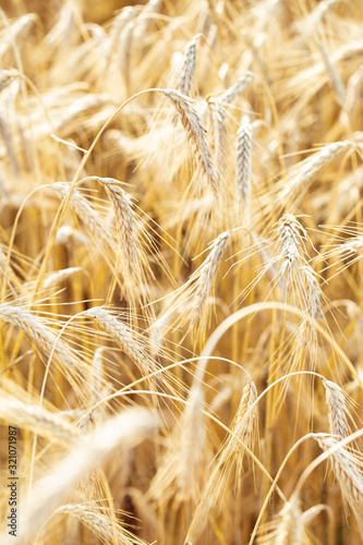 Golden wheat or rye ears on a rural field