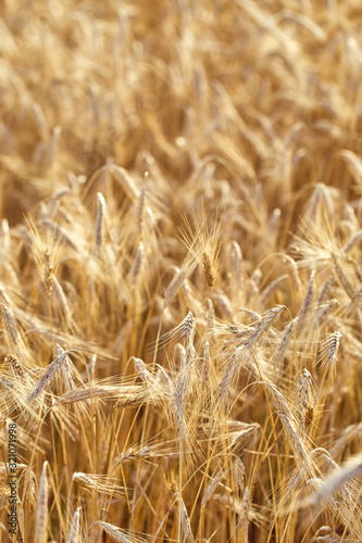 Golden rye field ready for harvest agriculture scenery