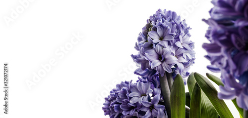 Hyacinth on white.