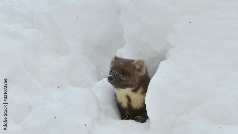 Curious pine marten (Martes martes) looking through gap in the snow while hunting in winter Curious pine marten (Martes martes) looking through gap in the snow while hunting in winter