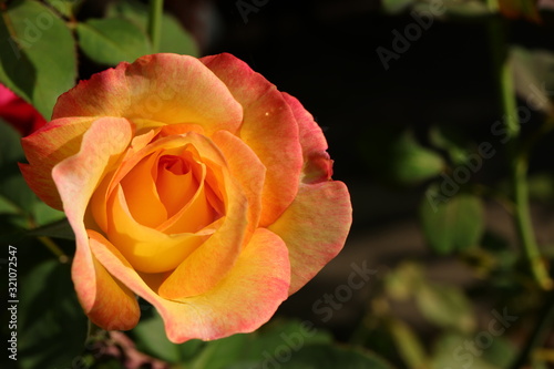 Beautiful orange rose  blurred background with green leaves  valentine