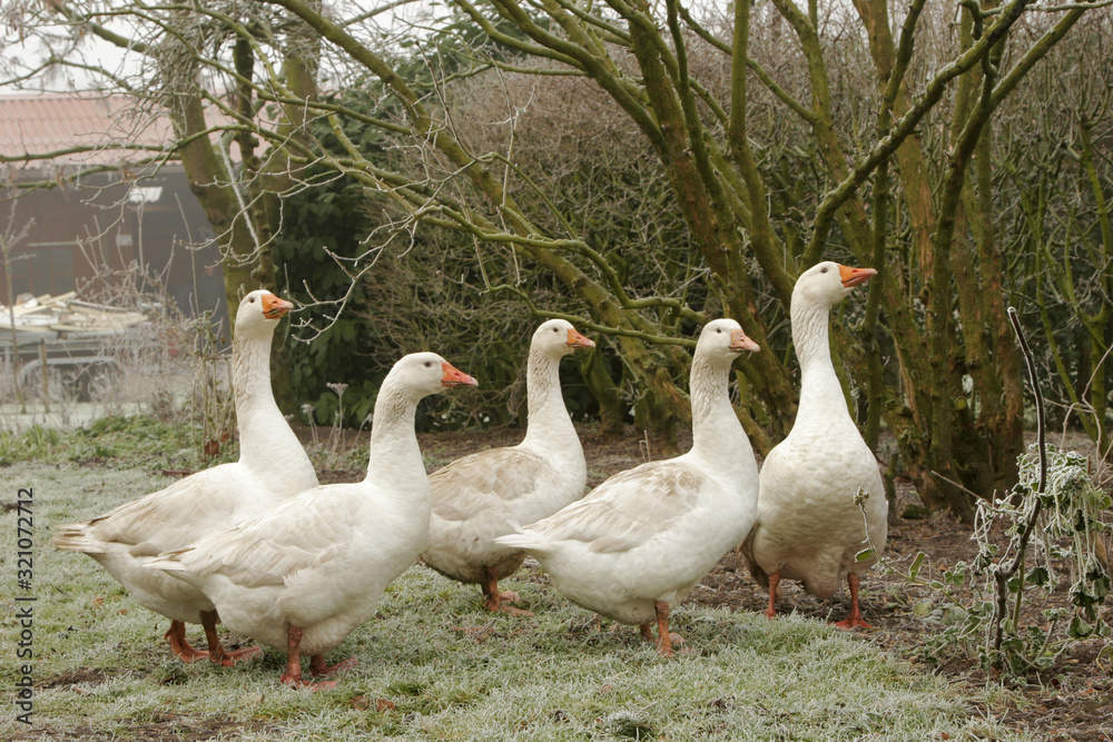 Obraz premium Geese