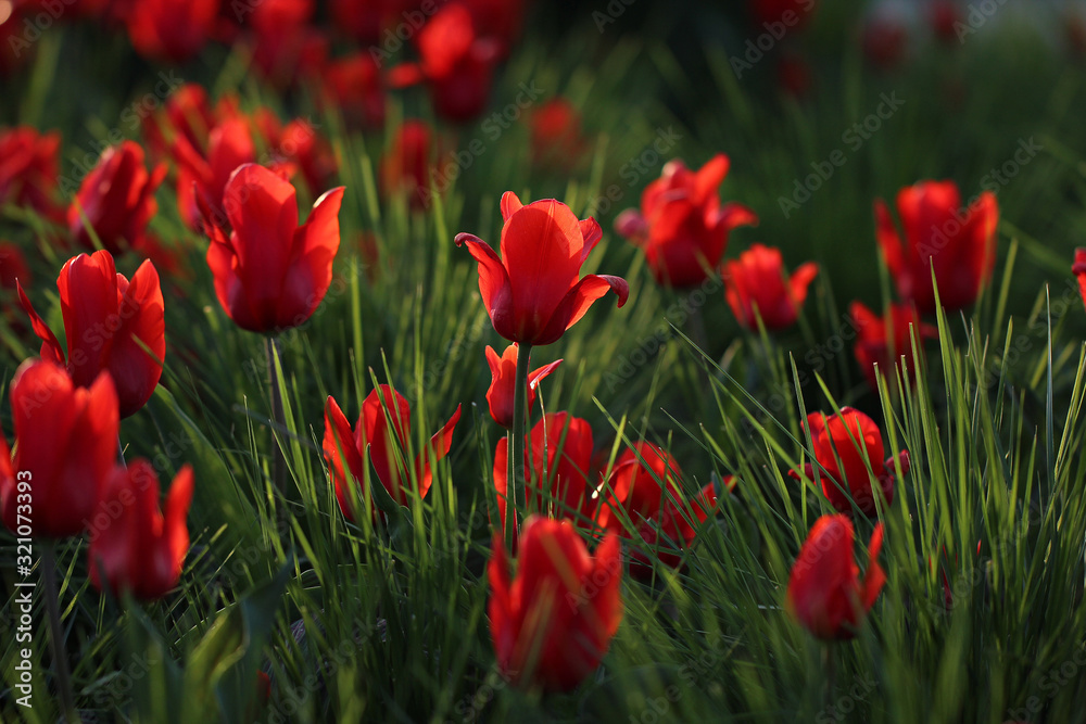 Tulips