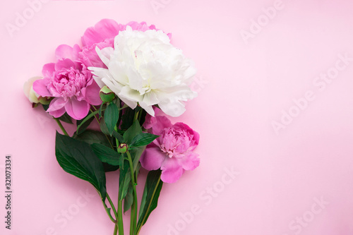 Bouquet of pink and white peonies on a pink background. Young fresh plants.