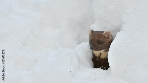 Curious pine marten (Martes martes) looking through gap in the snow while hunting in winter photo