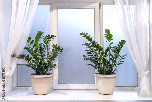 Two pots with green succulents Zamioculcas are standing on white window.