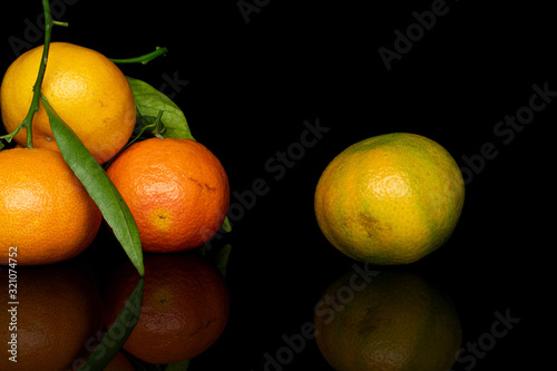 Group of four whole fresh orange mandarin isolated on black glass