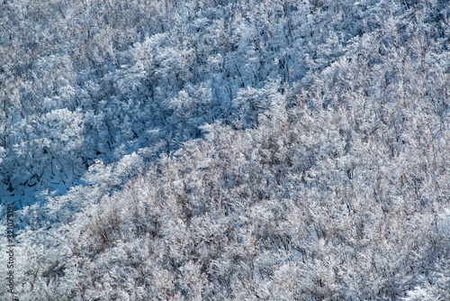 樹氷 © yui_yakushiji