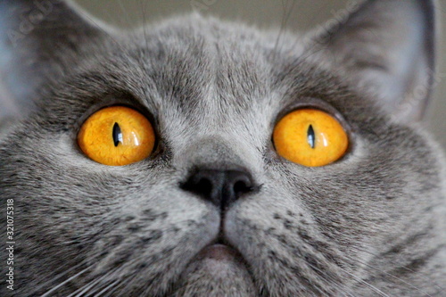  Gray cat and big yellow eyes close-up