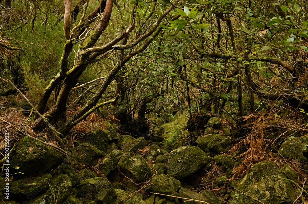 Levada do Alecrim, Madeira Island