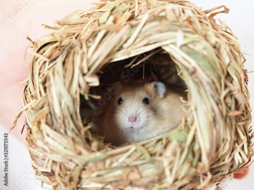 Cream hamster in hay ball, cute animal