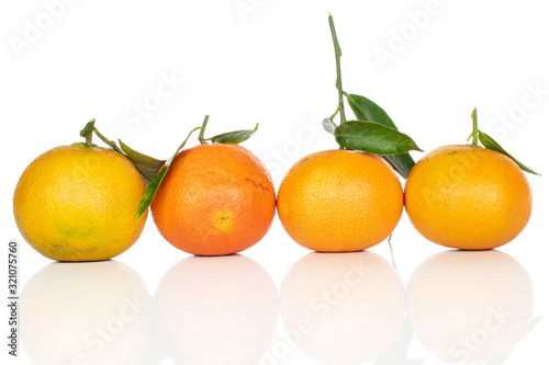 Group of four whole fresh orange mandarin line isolated on white background