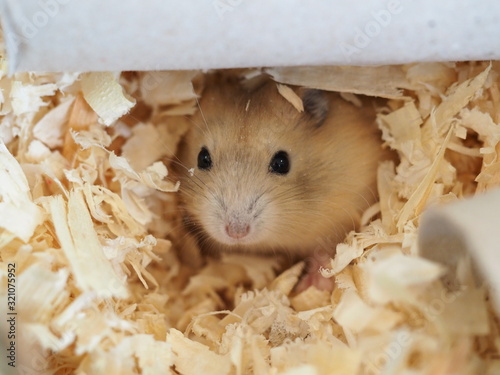 Cream hamster in shavings, cute animal