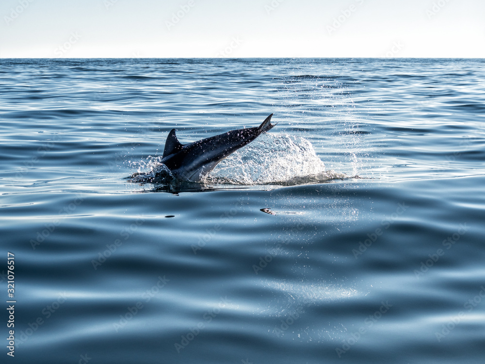 Fototapeta premium Dolphin jumping in ripple sea water with splash