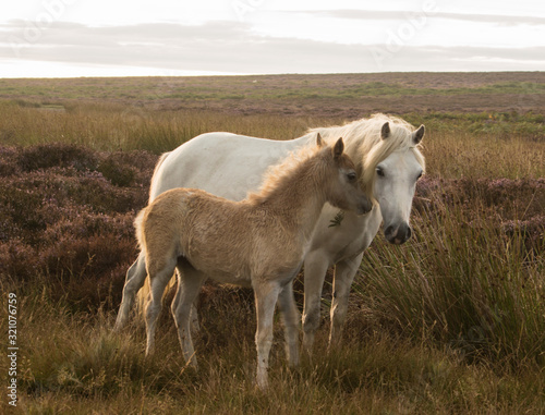 Fototapeta Naklejka Na Ścianę i Meble -  Wild ponies on the moors