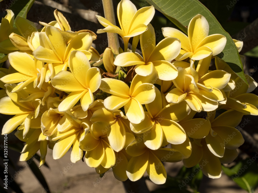 Blossoming plumeria, flower-in-love, Indonesia Blossoming plumeria, flower-in-love, Indonesia
