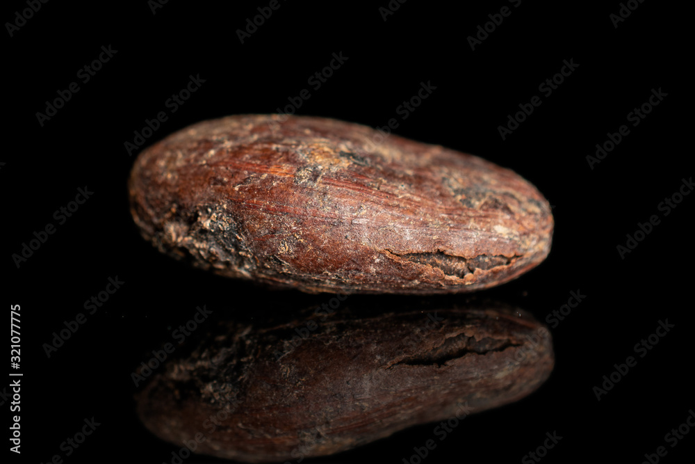 Fototapeta premium One whole fresh brown cocoa bean isolated on black glass