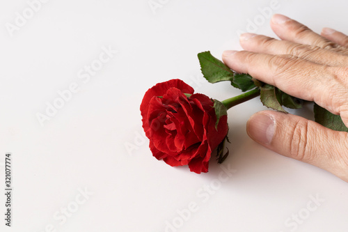 Beautiful red rose isolated on white background. photo