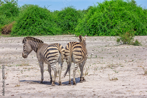 Zebras photo