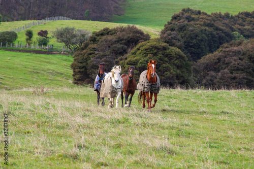 Horses running in farm