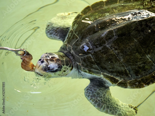 Feeding sea turtle from peanu in Kurakura Rescue Center, Nusa Penida, Indonesia photo