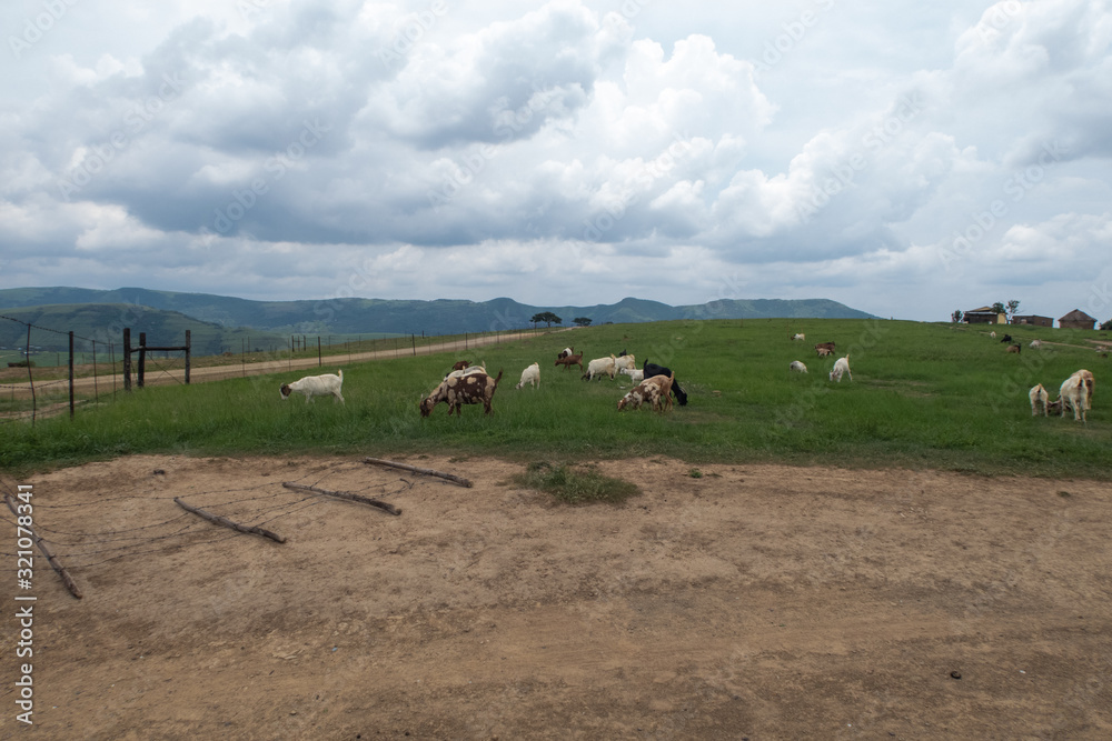 Obraz premium Brown and White Flock of Goats in a rural area with fields and mountains, Drakensberg, South Africa