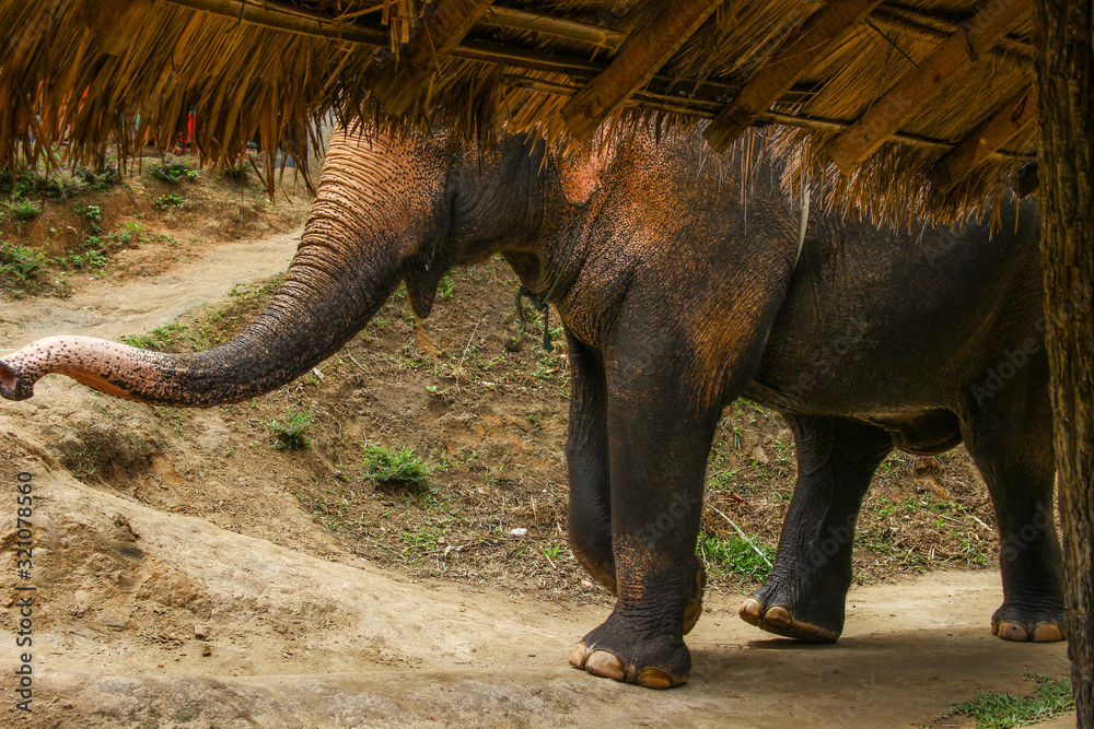 Fototapeta premium Elephant Foot