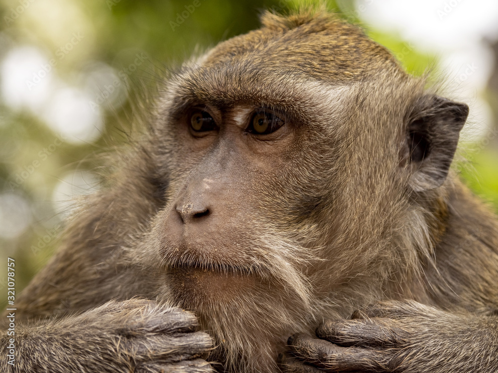 Obraz premium Portrait of Long-tailed Macaque, Macaca fascicularis, Bali, Indonesia