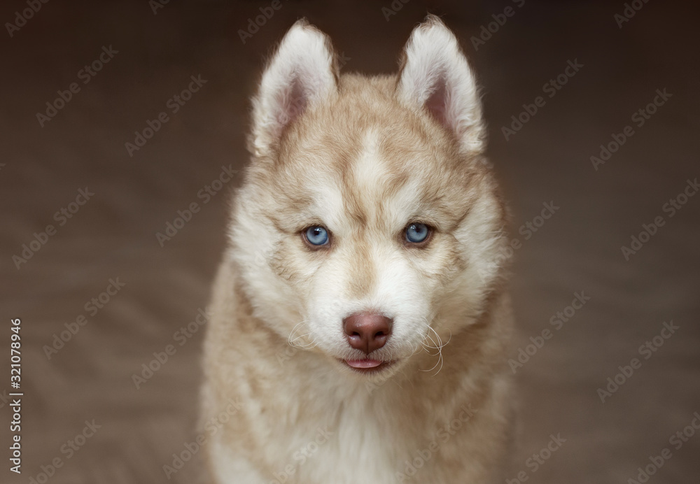 Beige blue-eyed husky puppy close-up on a dark background