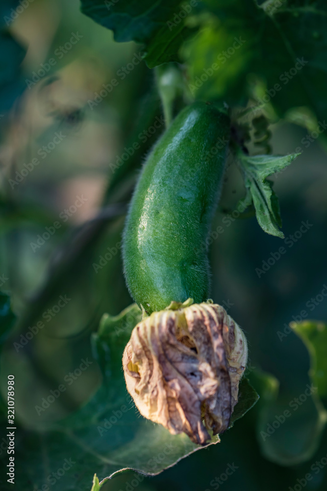 Foto de Wax gourd also called ash gourd, white gourd, winter gourd