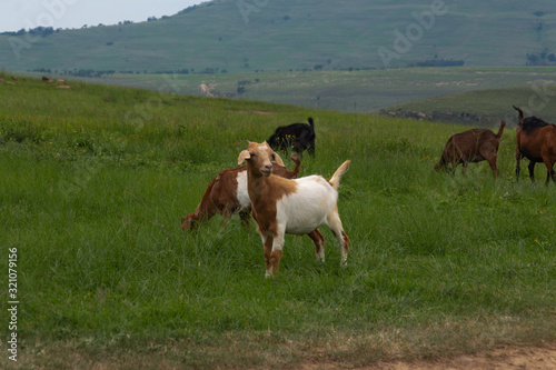 Brown and White Flock of Goats in a rural area with fields and mountains, Drakensberg, South Africa