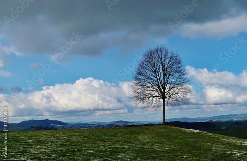 Baum in winterlicher Landschaft