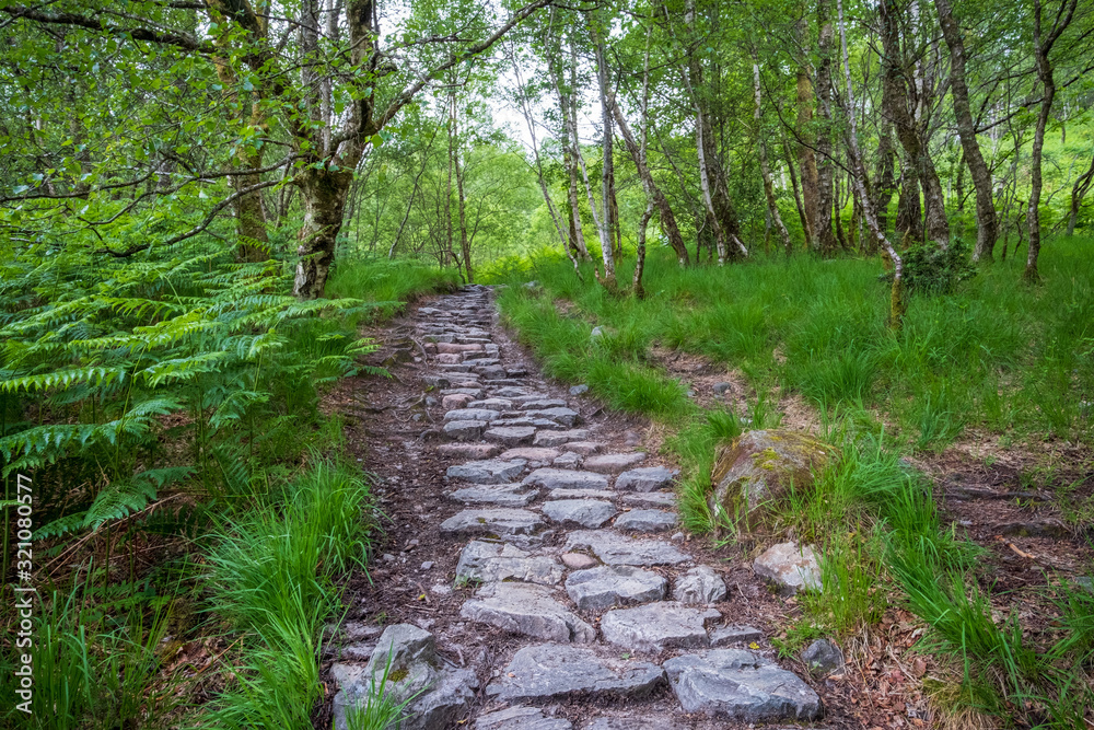 Obraz premium A scenic cobbled path along the West Highland Way hiking trail in Scotland