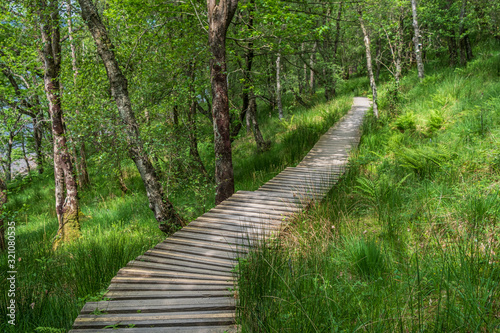 A scenic boardwalk in the forest along the West Highland Way hiking trail in Scotland