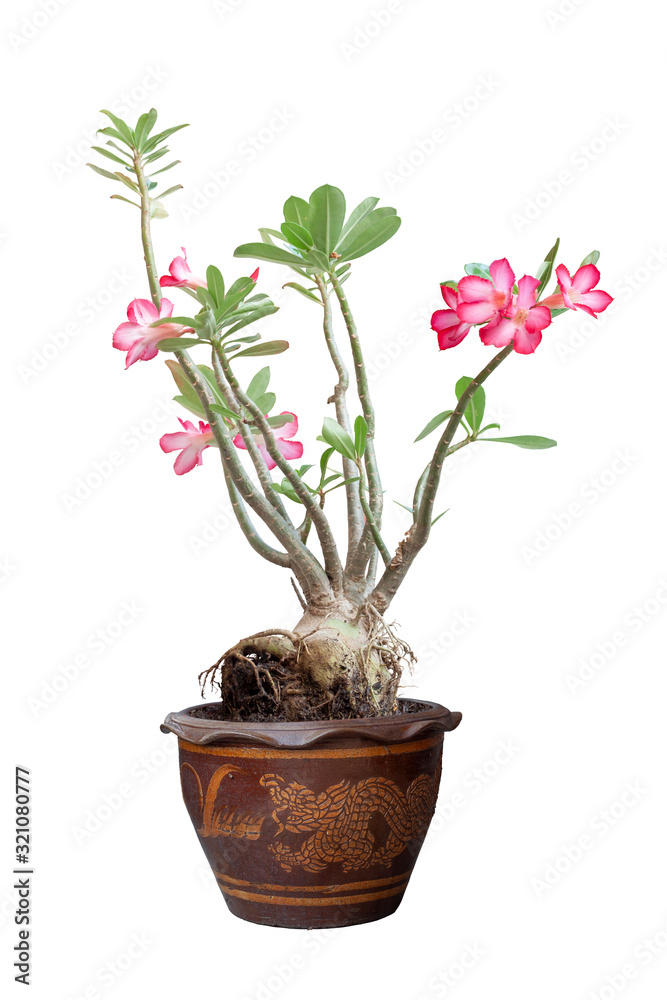 Pink desert rose, mock azalea, pinkbignonia or impala lily flowers in pot isolated on white background included clipping path.