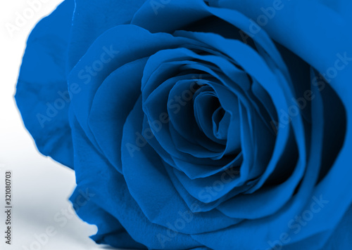 Blue roses .Color of the year 2020 classic blue toned