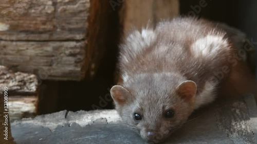 Alert beech marten / stone marten / house marten (Martes foina) in barn / shed and looking around photo