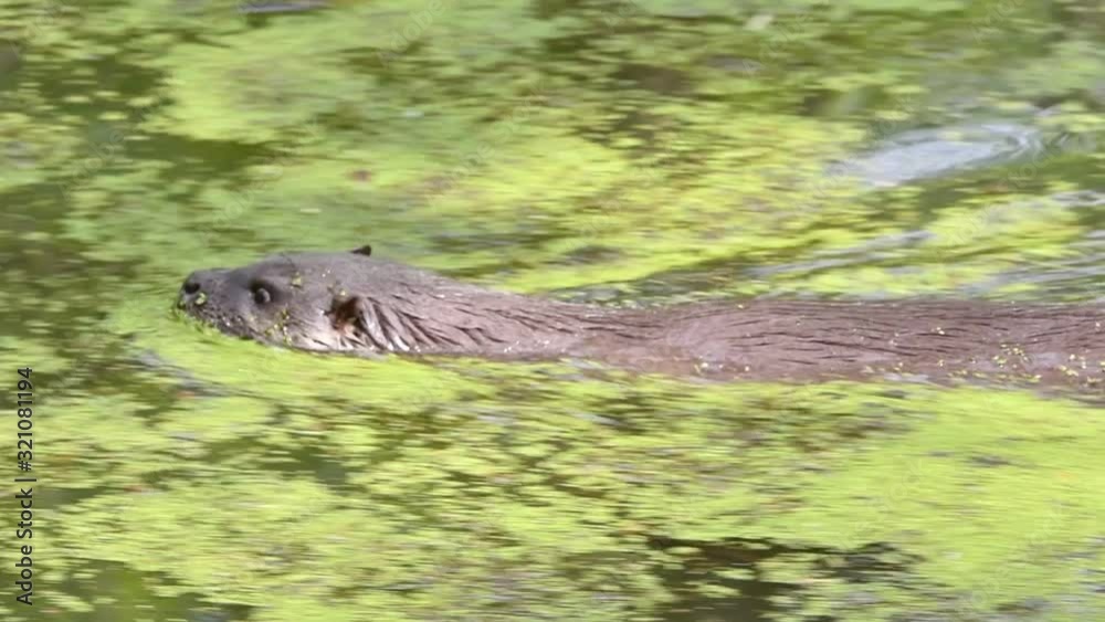 European River Otter (Lutra lutra) swimming in pond / river European River Otter (Lutra lutra) swimming in pond / river