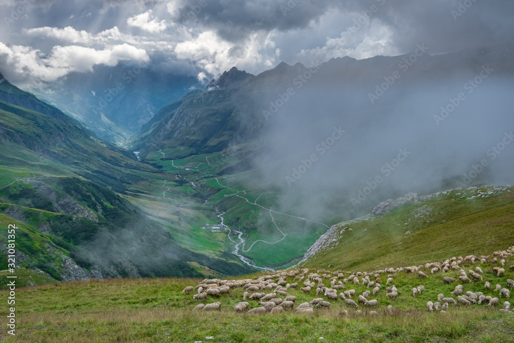 Grazing sheep on a steep hillside above a valley in the European Alps