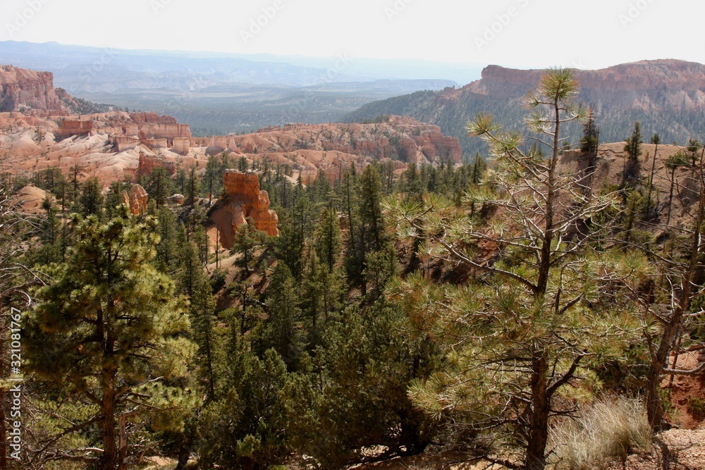 Obraz premium Pine tree valley in Bryce Canyon