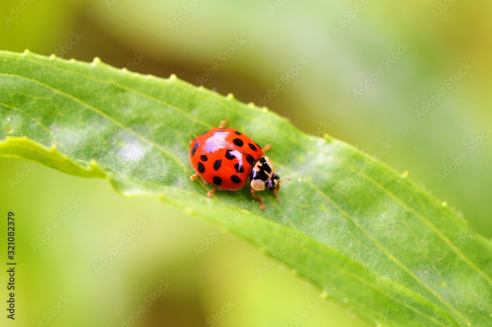 ladybug on green leaf ladybug on green leaf