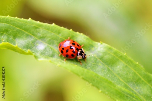 ladybug on green leaf © paulst15
